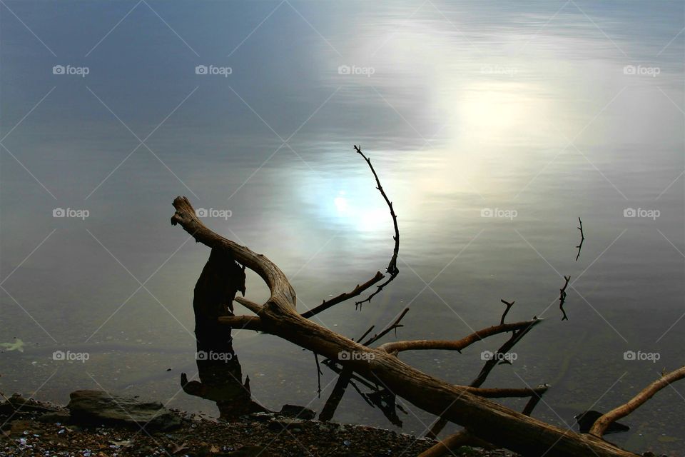 branch in lake with morning sun reflection.