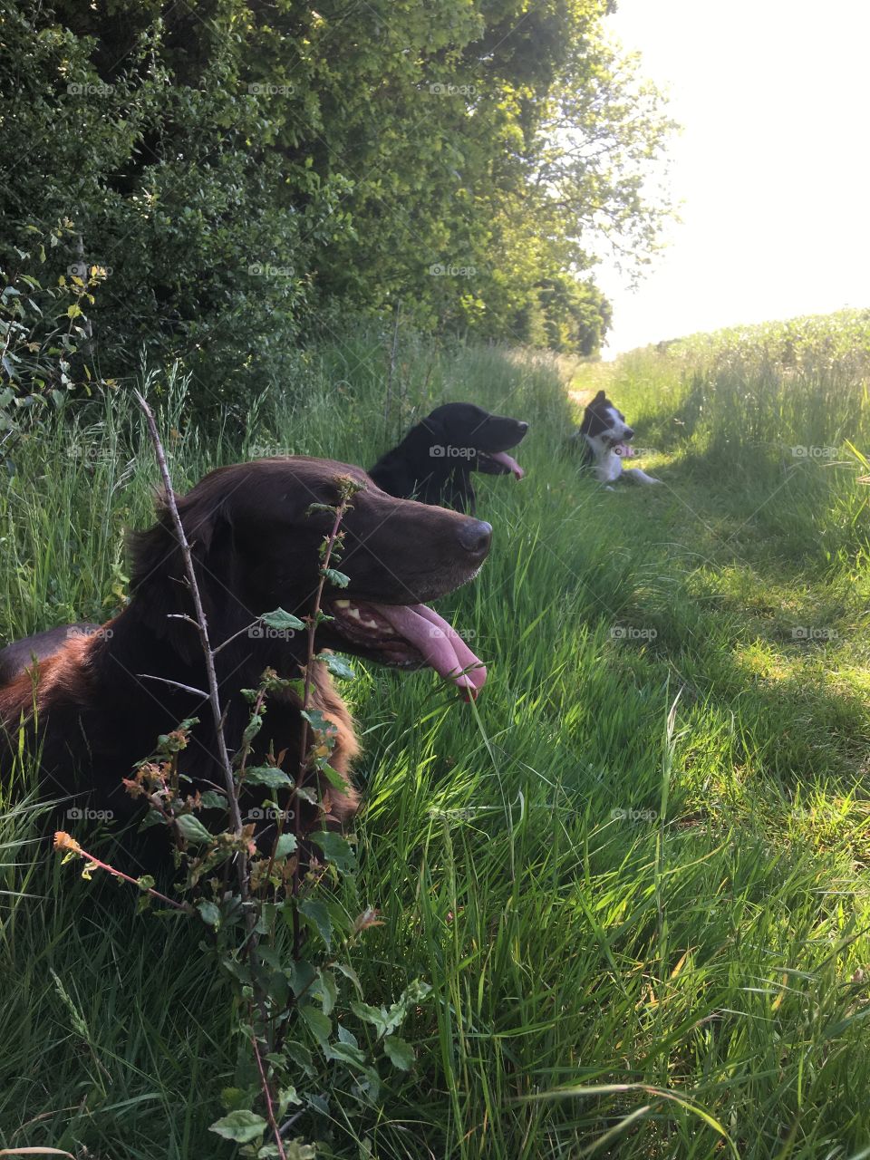 Beautiful summer day, dogs lying down with their pink tongues hanging out. Trees, bean crop and sun, shadow.