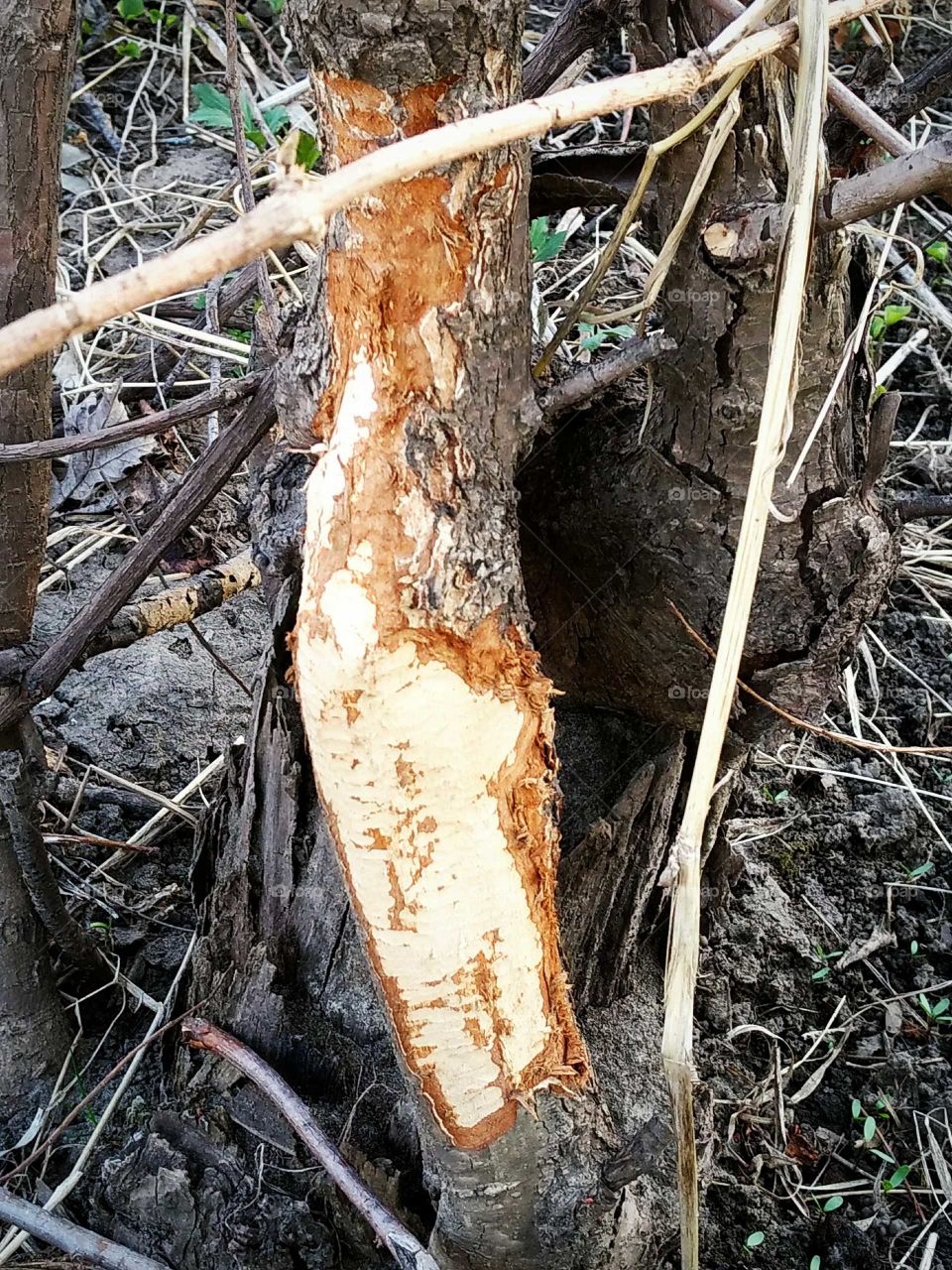 it's amazing how sharp a beavers teeth is TV now their way through an entire tree