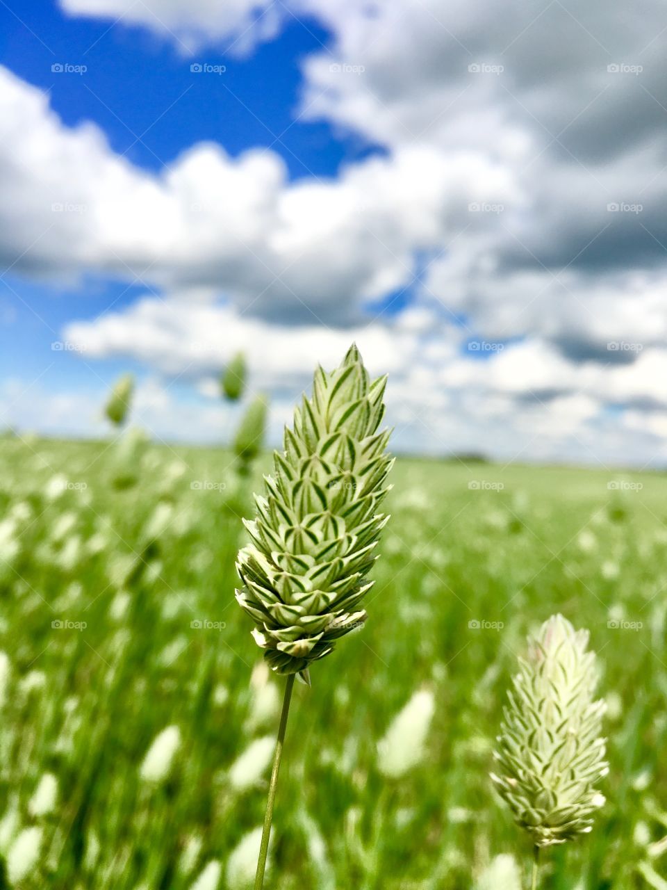 Beautiful prairie field 