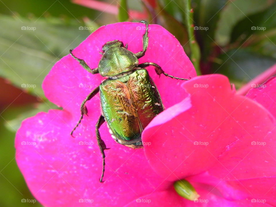 bug on flower