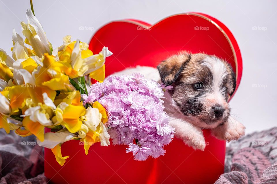 A puppy in the heart-shaped box