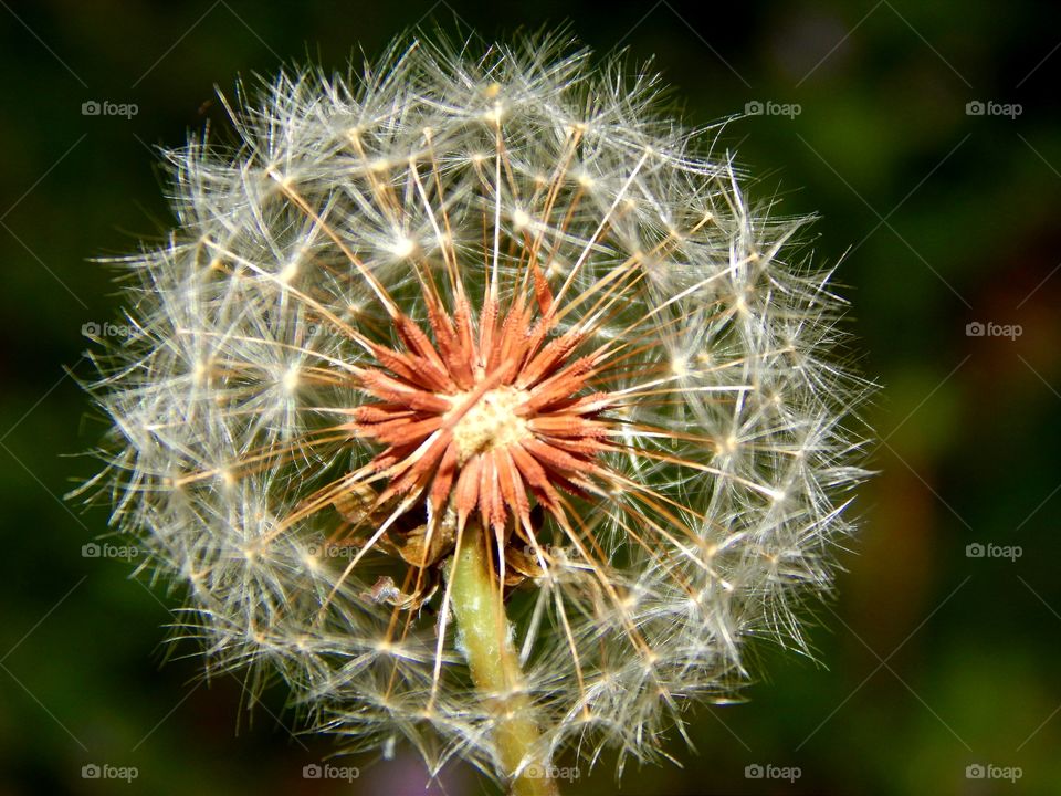 close up photo of a Dandelion