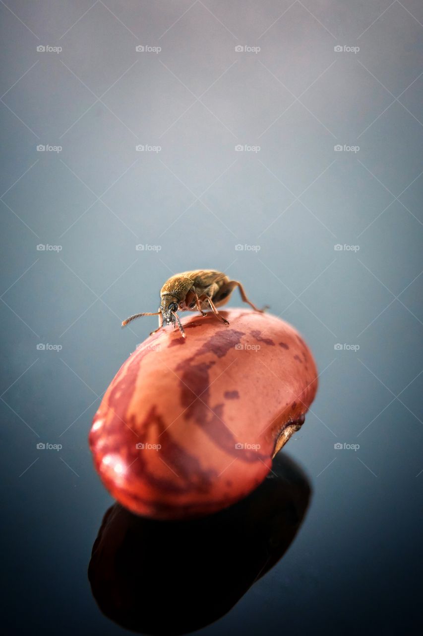 Peanut insects are walking, macro view of peanut insect isolated on black background.