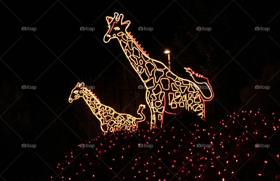 At the River of Lights 