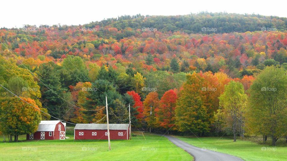 Foliage