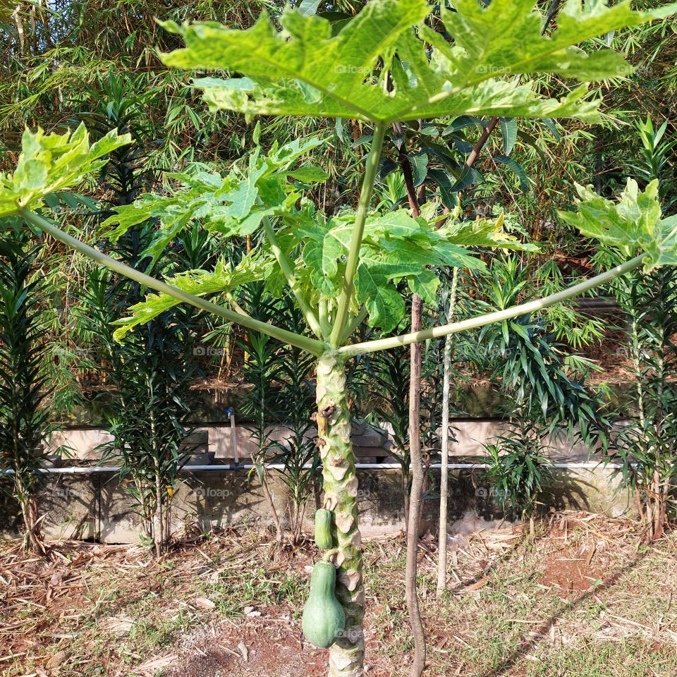 papaya trees that start to grow in the garden