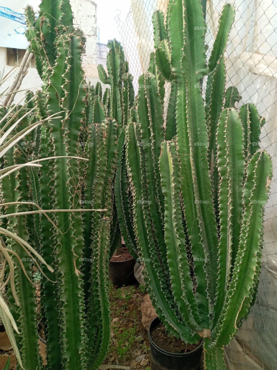 Photo Cactus