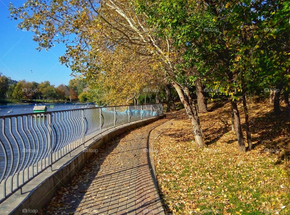 park lake trees парк озеро деревья