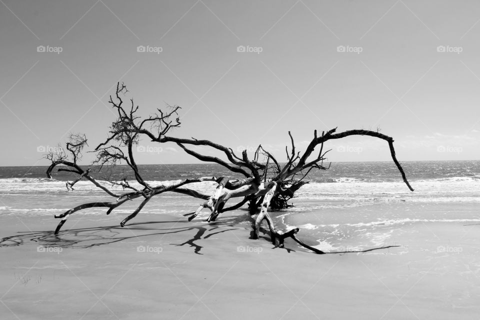 just a tree N beach