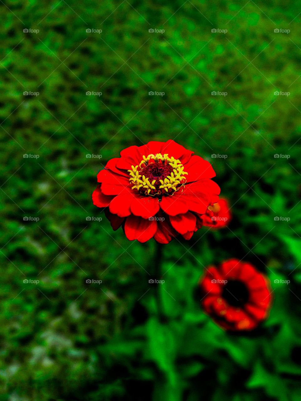 This zinnia flower looks very beautiful. There is a yellow circle in the middle of the flower. And the red leaves look very beautiful.