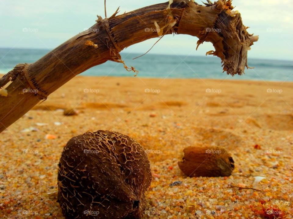 beach ocean sand coconut by CallumSouthFlett