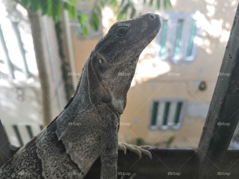 Close up iguana