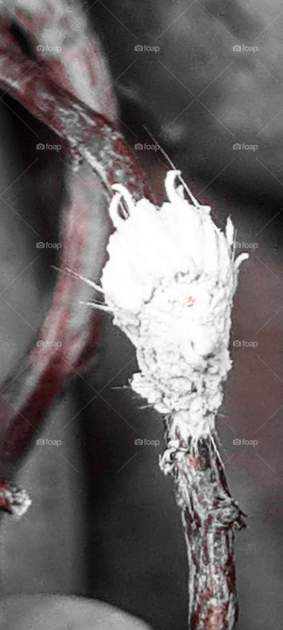 Insect: White cochineal is a pest that resembles cotton balls and forms whitish clumps, especially on the back of the leaves. A sap sucker, it usually attacks vegetables, fruit and ornamental plants.