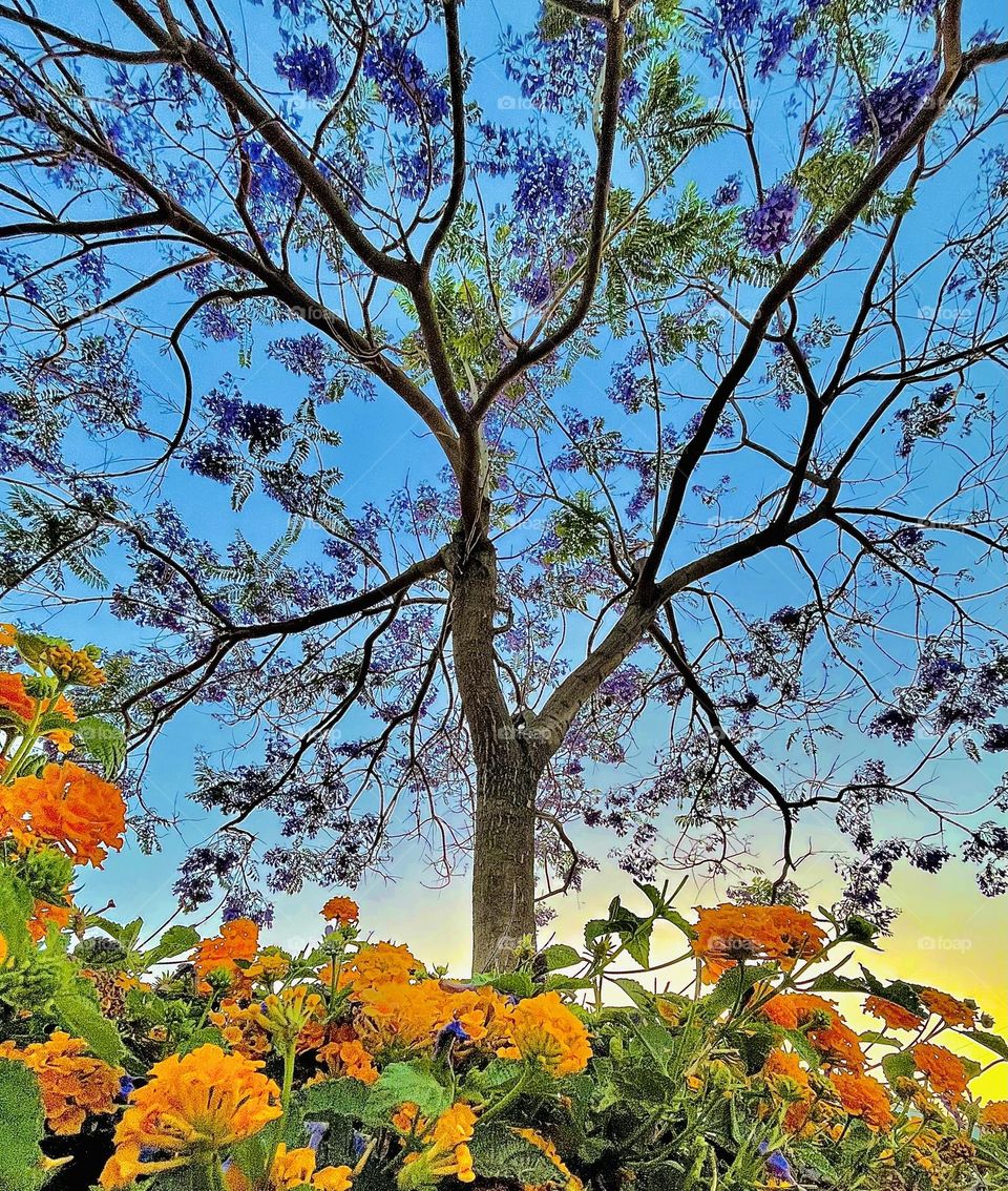 Jacaranda Tree