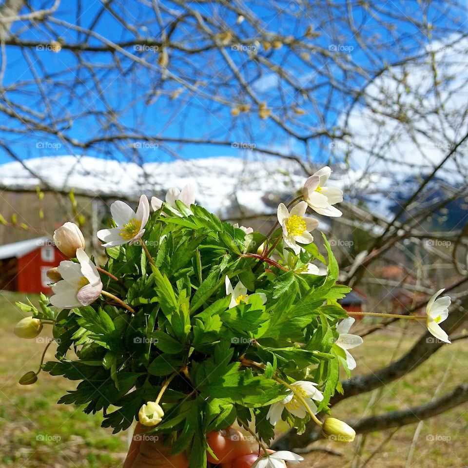 Spring flower!