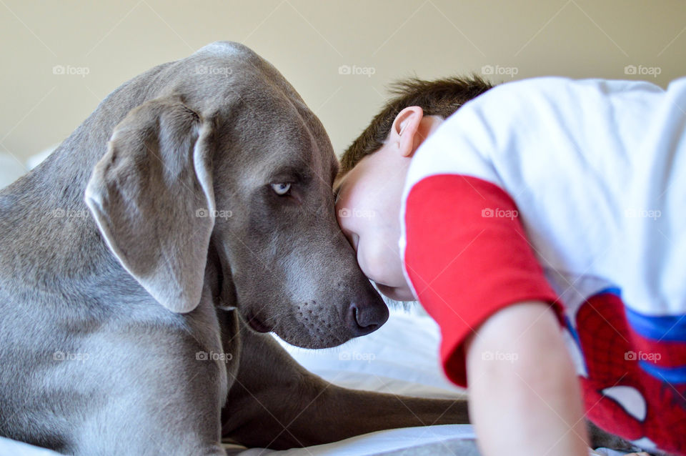 Young boy kissing his Weimaraner dog on the nose