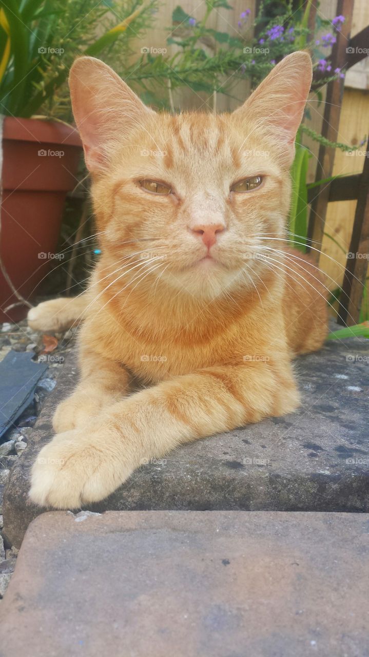 close up of ginger cat sat in garden