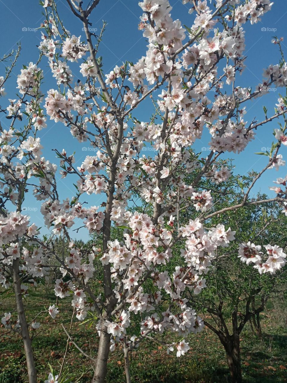 Florissant ammandier