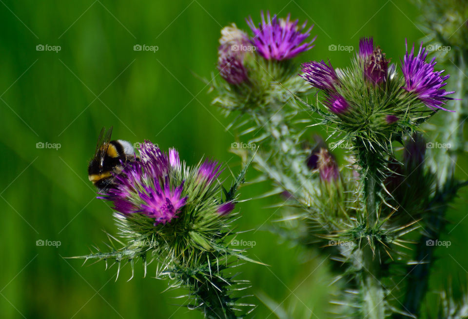 Bumble bee on thistle flowers