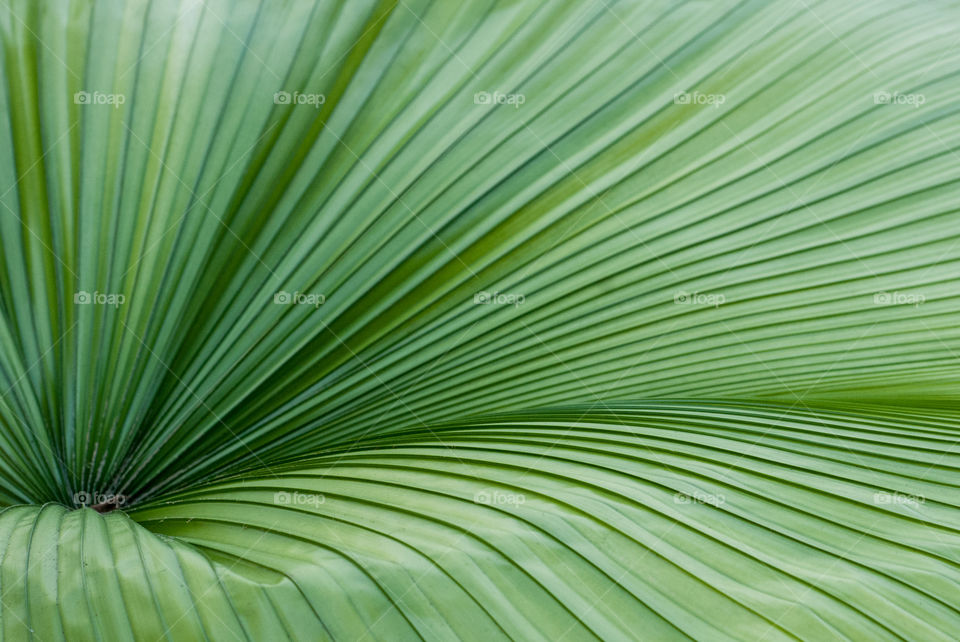 Big Green Leaf