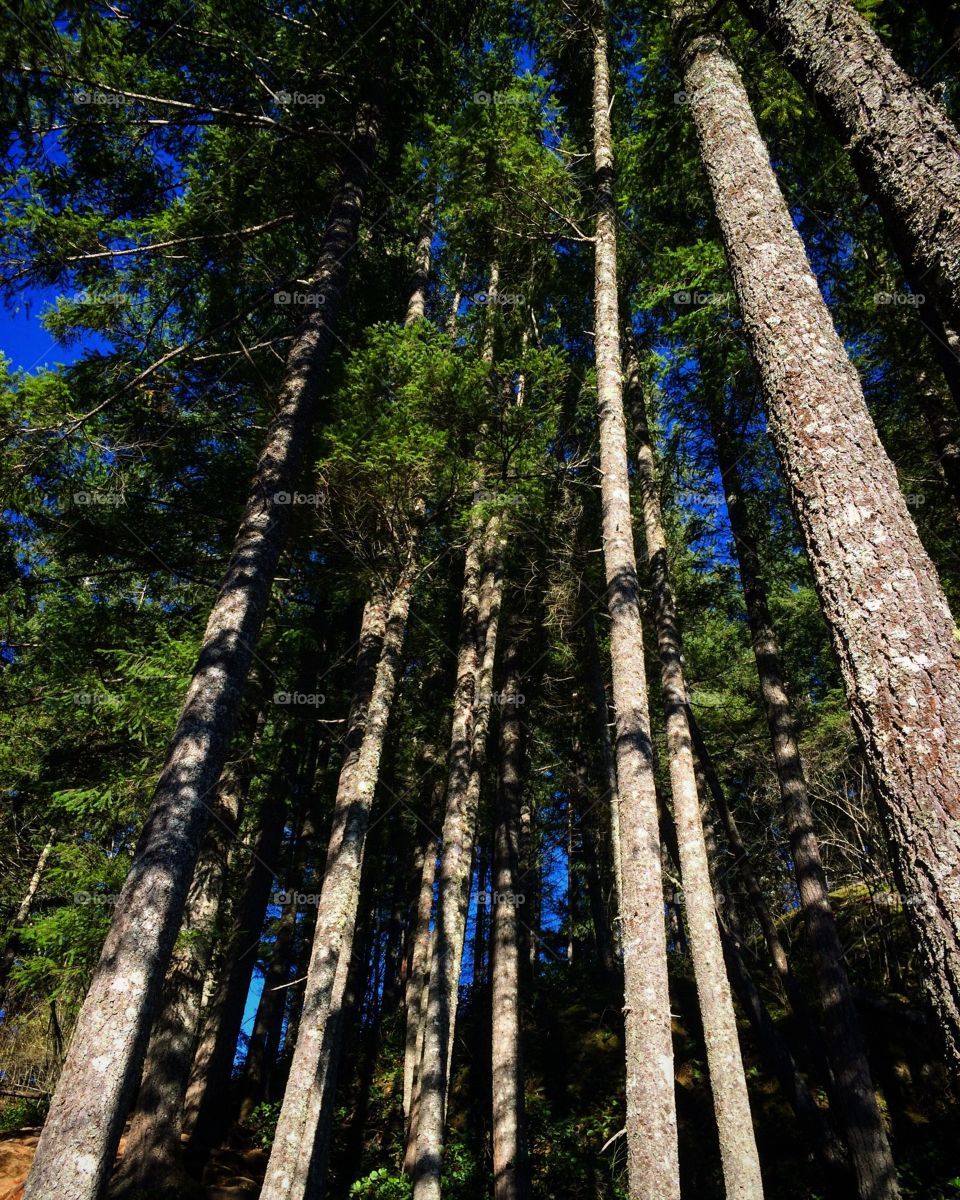 A forest in Washington State