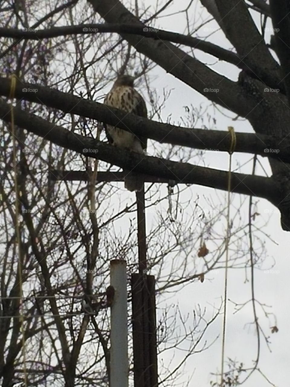 Hawk in my backyard