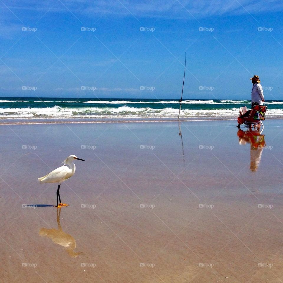 Egret patiently waiting, east coast, Florida 