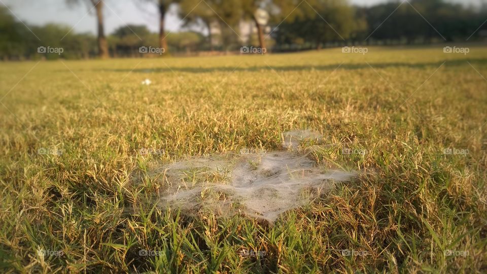 Dew on spider web!!!