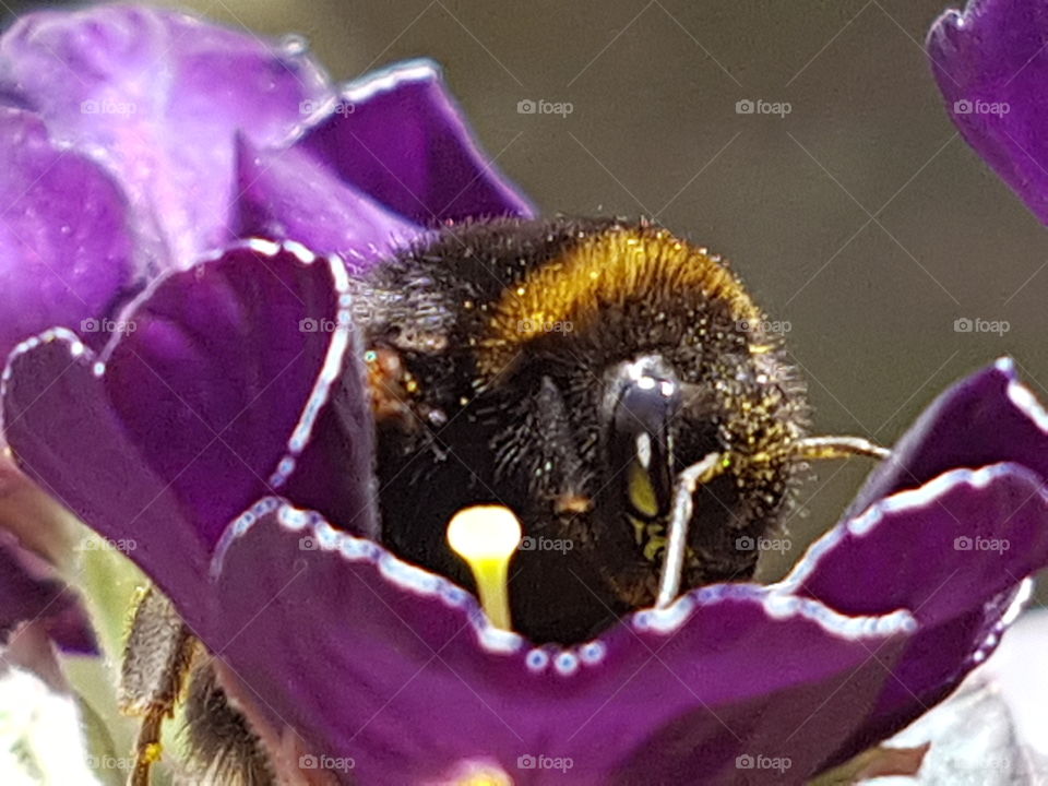 Hummel in der Blüte