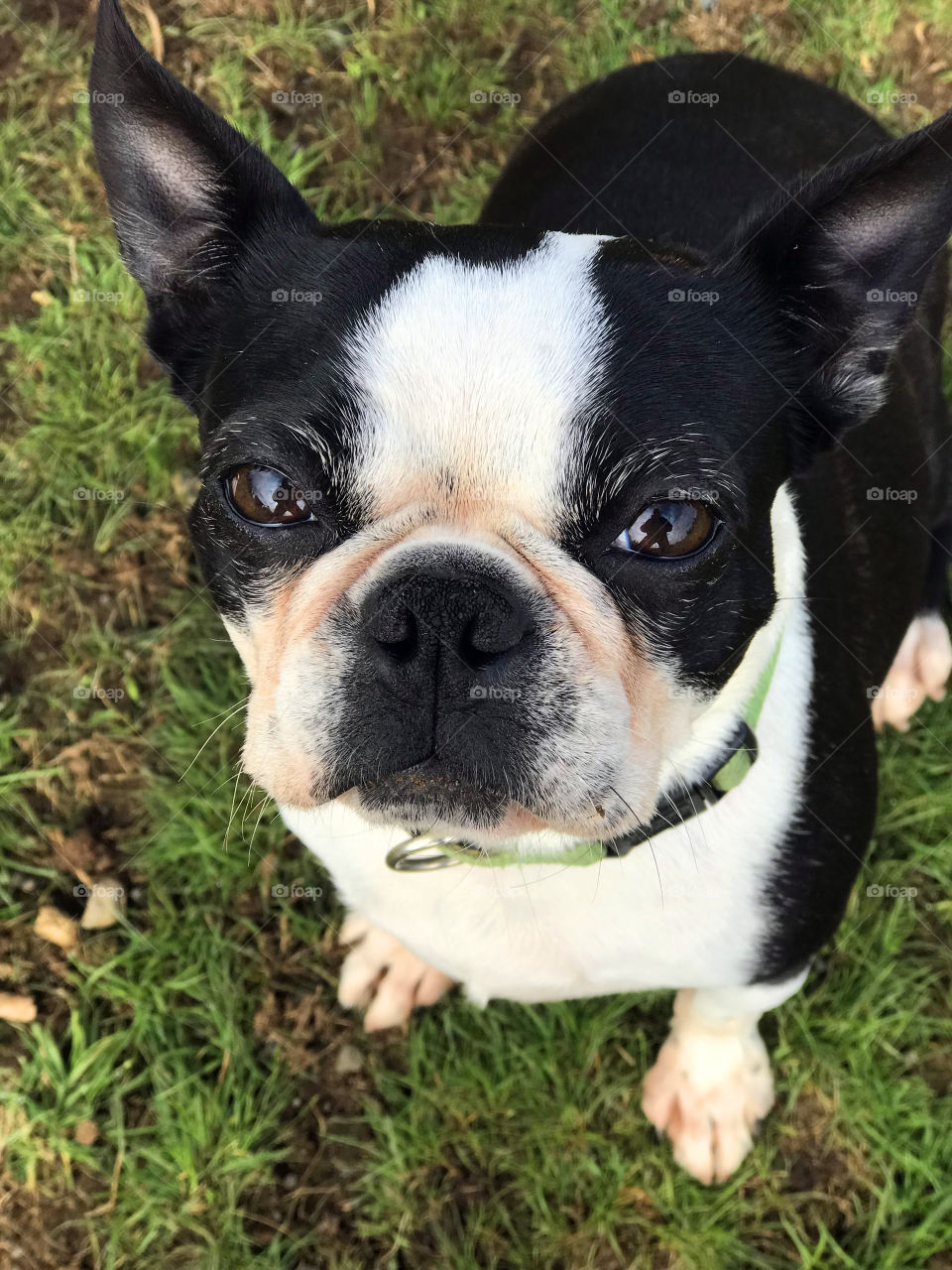 Closeup of my Boston Terrier looking up at me with a look of love. Im reflected in her eyes. Walk at the beach on a beautiful Spring day!