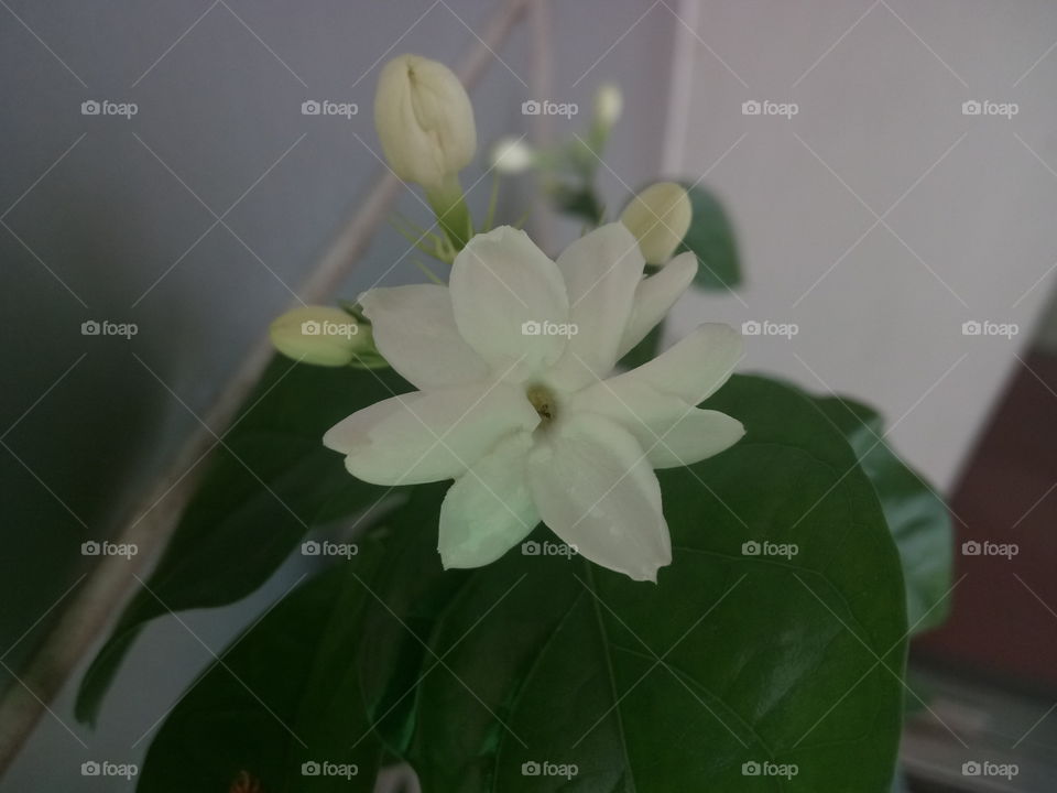 a Jasmine flowers