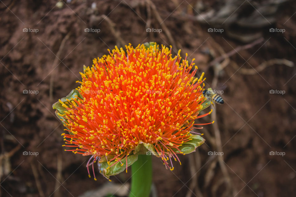 closeup of wild orange flower