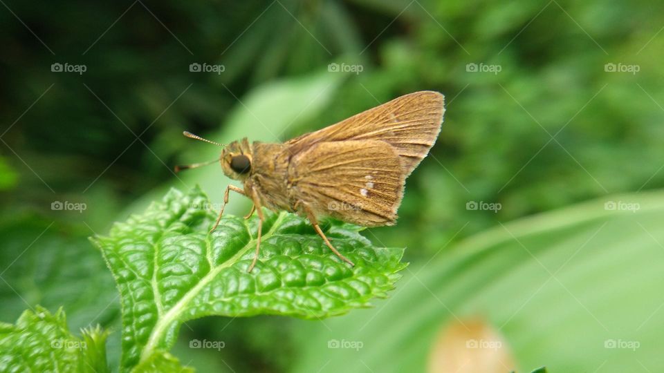 Beautiful butterfly perched on a wet leaf