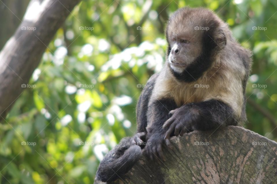 Golden-Bellied Capuchin