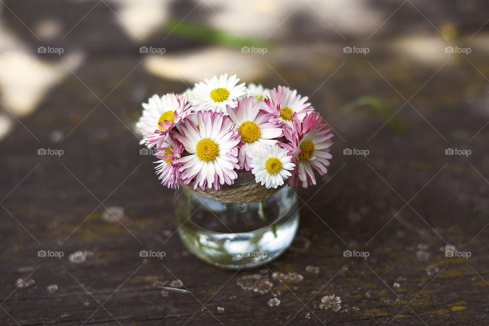 daisies in a vase