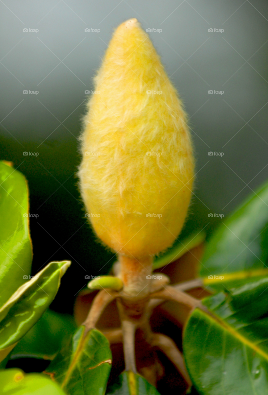 magnolia baby magnolia magnolia bud by lightanddrawing