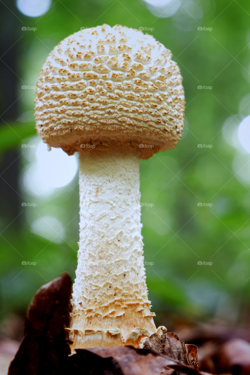 This is a closeup of a young Coker’s Amanita mushroom in Raleigh North Carolina. No other comments are needed. 