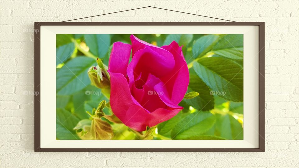 Flower in frame