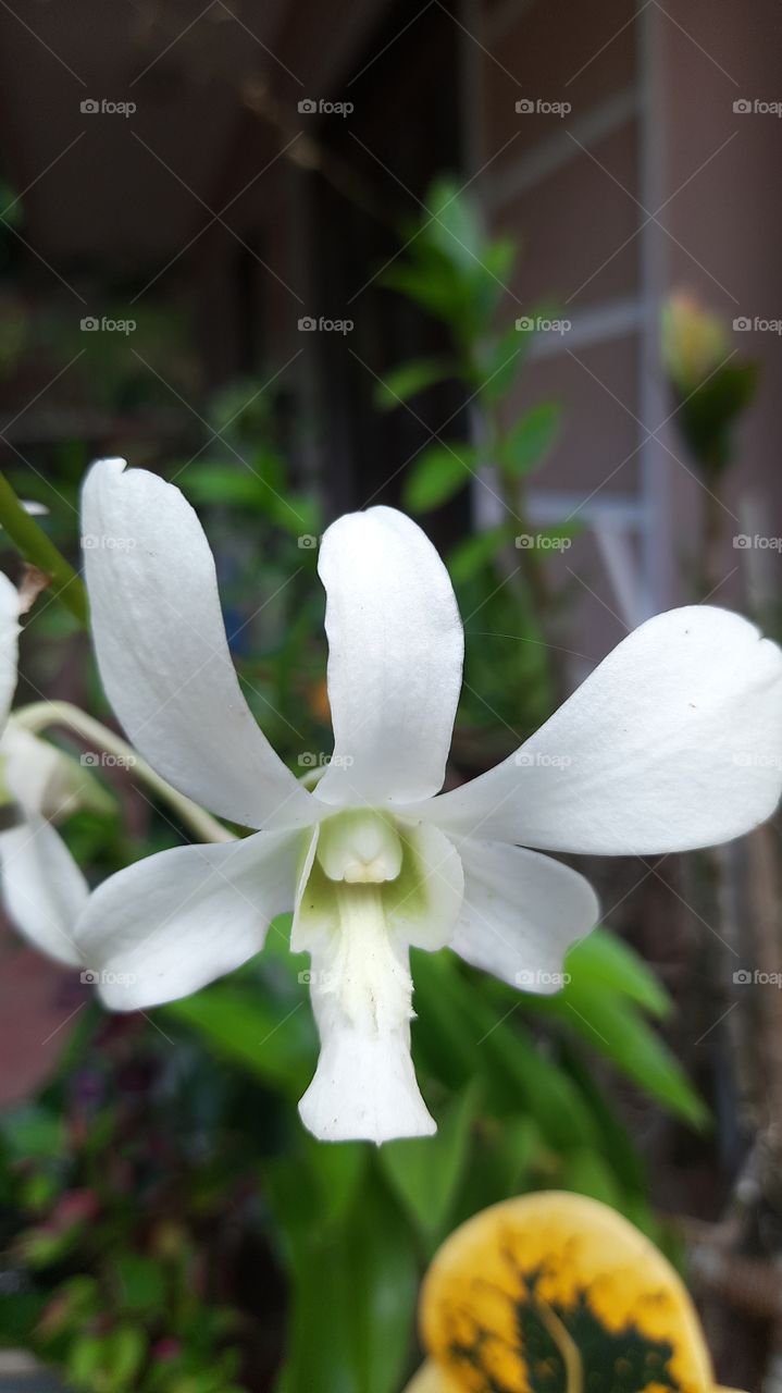 white orchid in my garden