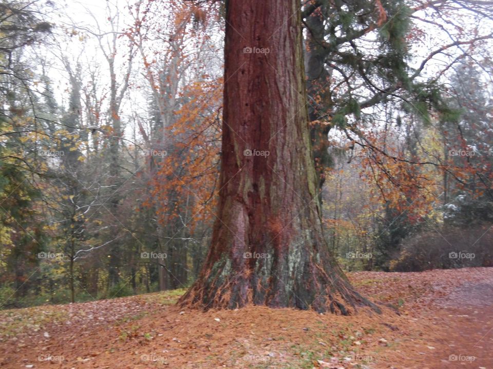 parc de Mariemont , la Louvière