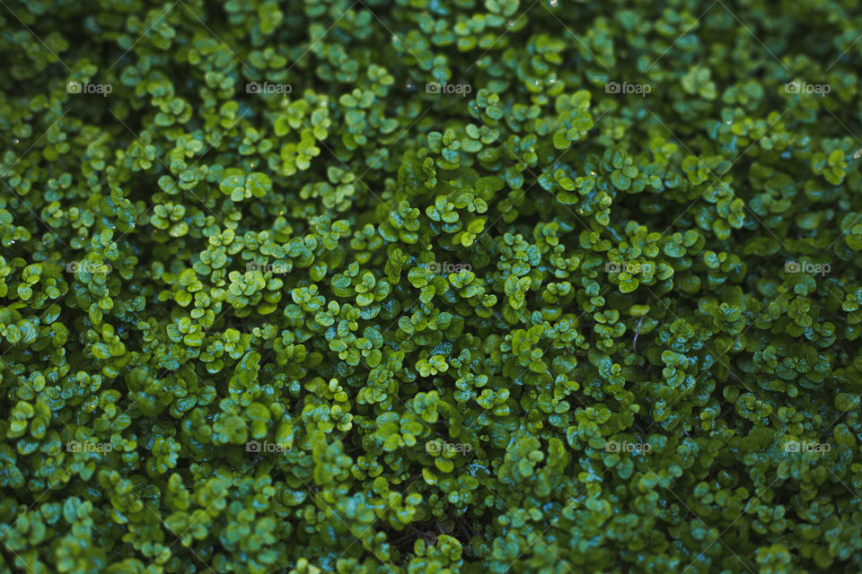 Vibrant lush Green clover patch 