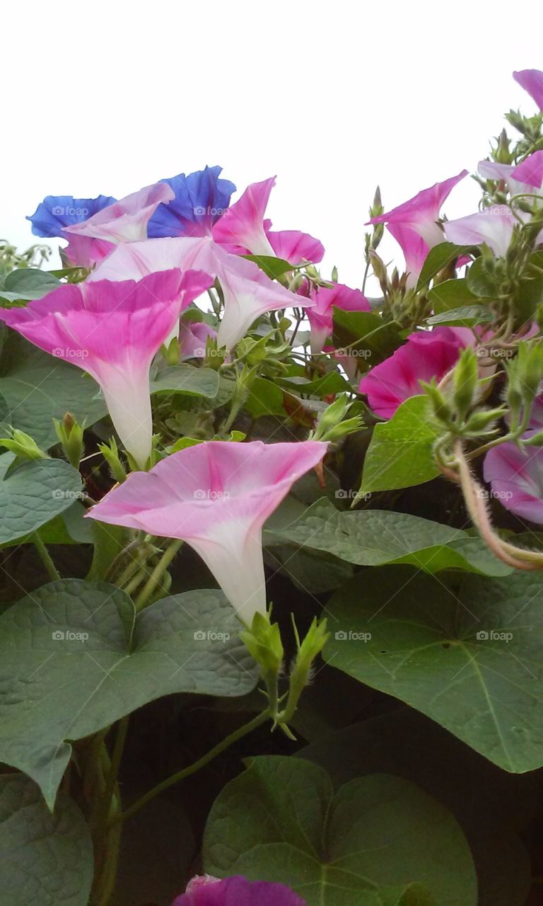 Morning Glories in the Back Yard