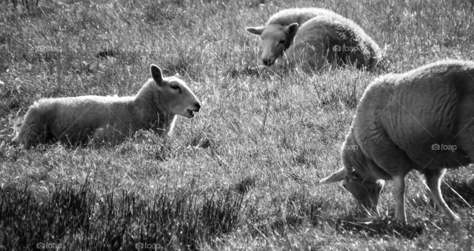 sheep life