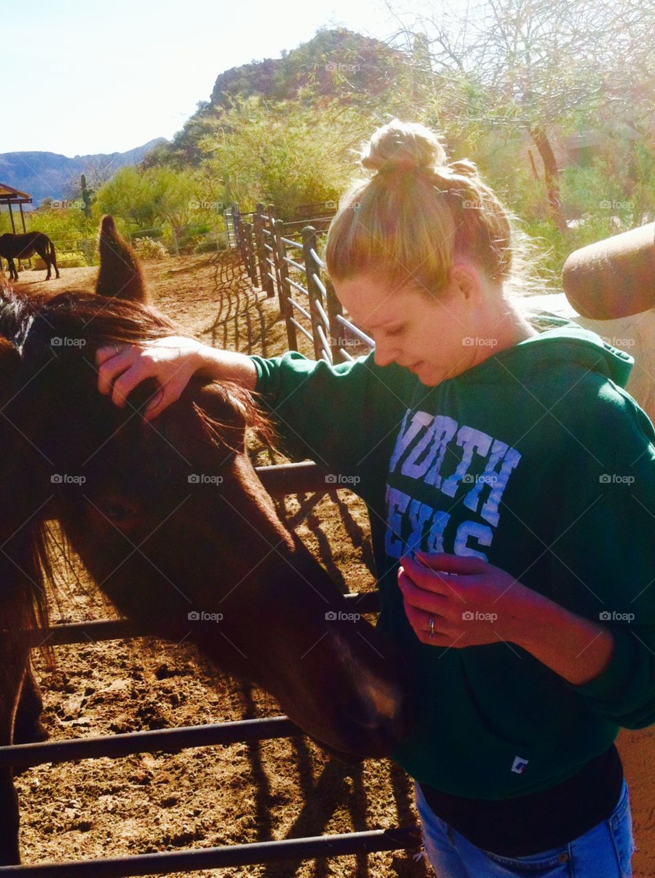 Horses in the desert 