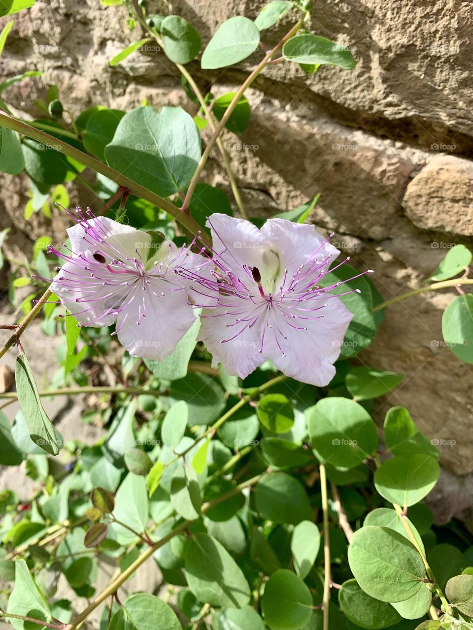 flowering of the caper