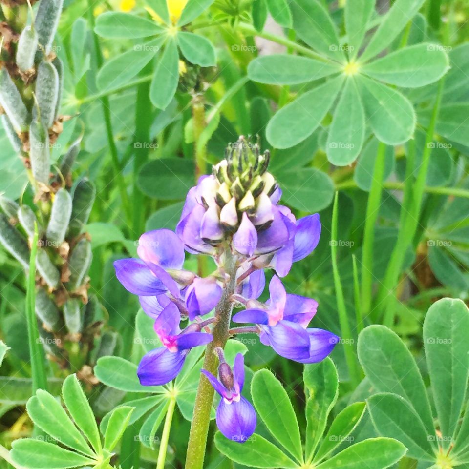 Wild blue lupine