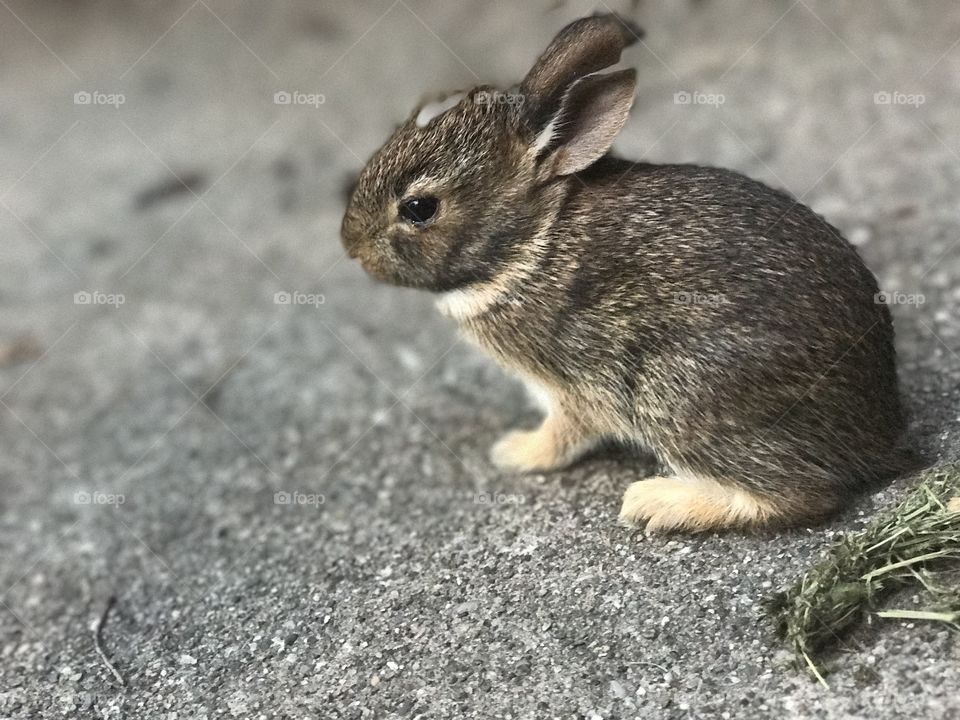 Baby bunny