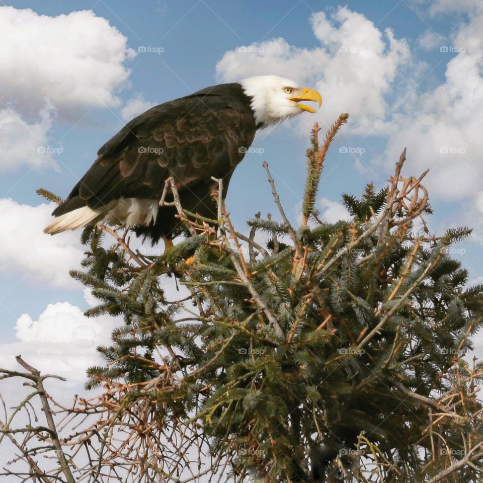 Bald eagle with something to say