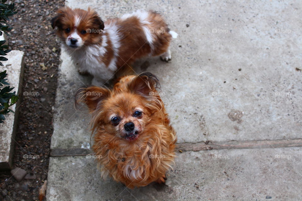 Two small dogs